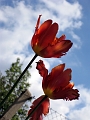 Tulipany 4